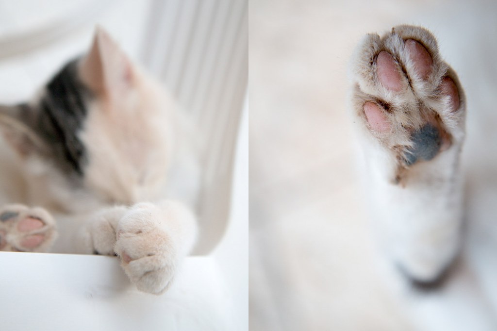 Picture of: Cat Photography Ideas (For Stunning Photos of Your Furry Friend)